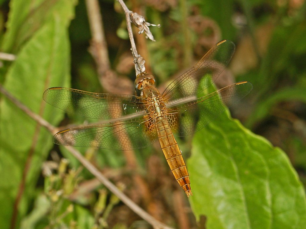 Una libellula bruno pallida da identificare